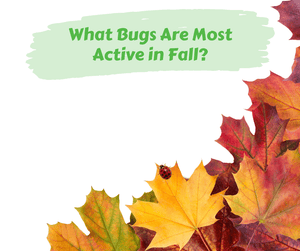 What Bugs Are Most Active in Fall? Yellow, red, and orange leaves on white background.