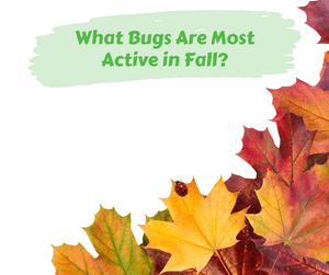 What Bugs Are Most Active in Fall? Yellow, red, and orange leaves on white background.