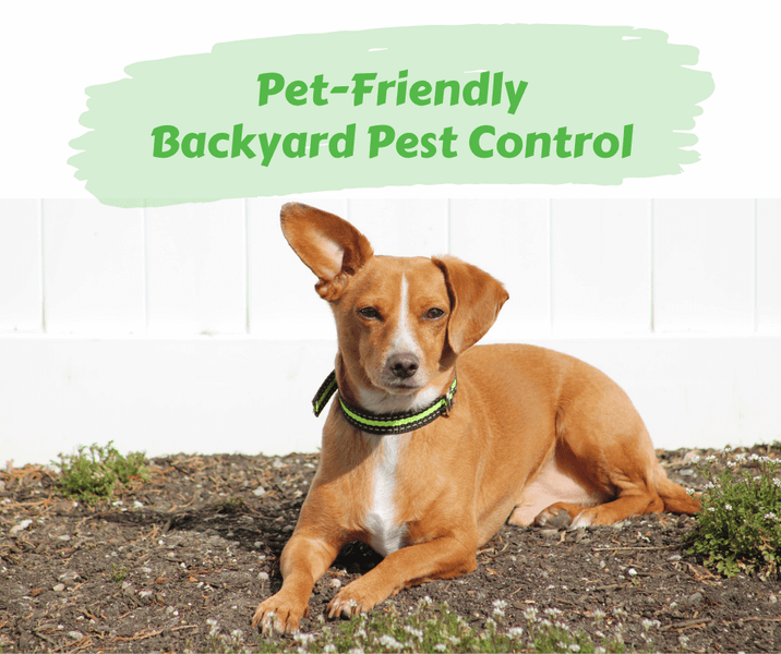 Pet-Friendly Backyard Pest Control