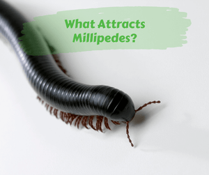 What Attracts Millipedes?