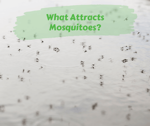 What Attracts Mosquitoes