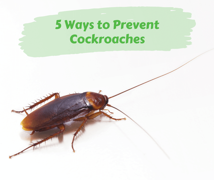 5 Ways to Prevent Cockroaches