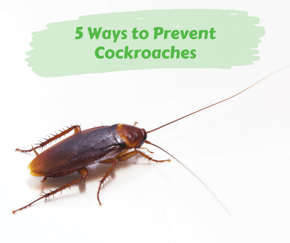 5 Ways to Prevent Cockroaches – Maggie's Farm Ltd