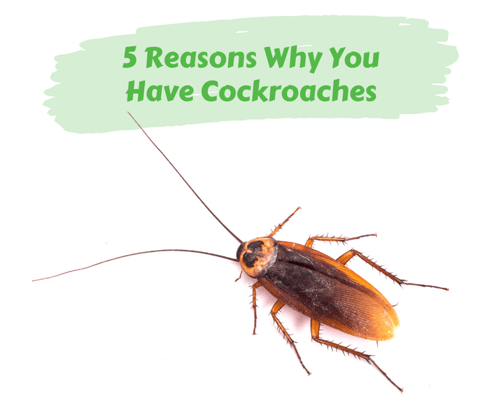 5 Reasons Why You Have Cockroaches