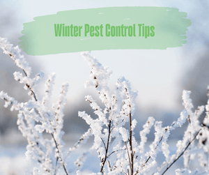 Winter Pest Control Tips