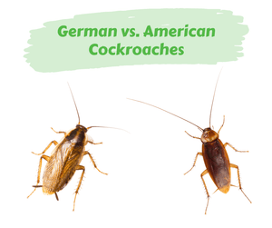 German vs. American Cockroaches. German cockroach and American cockroach on white background.