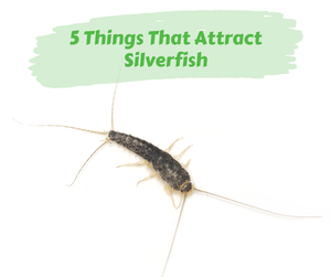 5 Things That Attract Silverfish