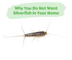 Why You Do Not Want Silverfish in Your Home