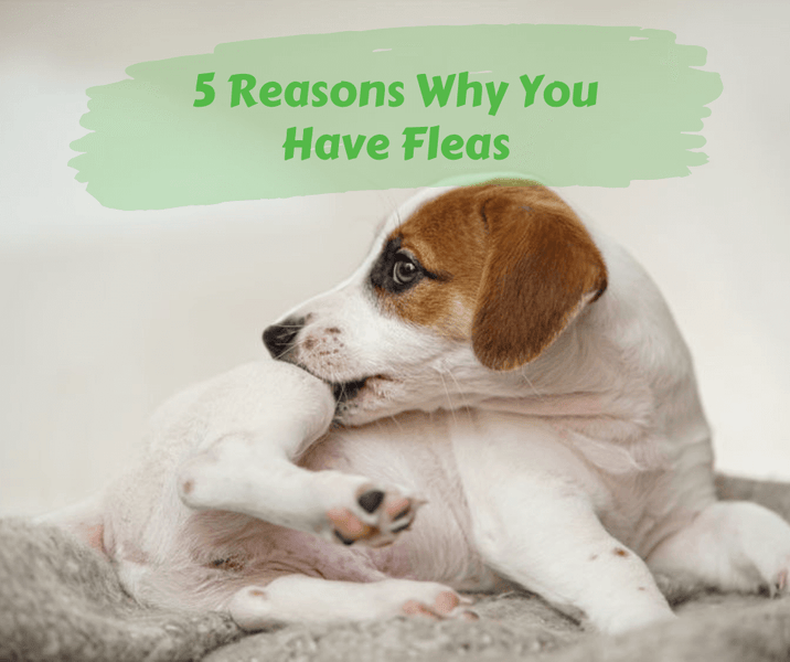 5 Reasons Why You Have Fleas