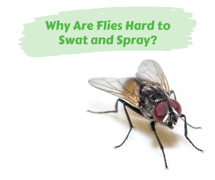 Why Are Flies Hard to Swat and Spray?