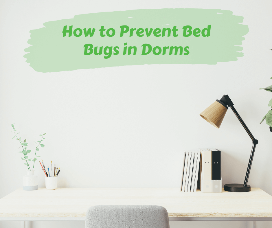 How to Prevent Bed Bugs in Dorms Maggie's Farm Ltd
