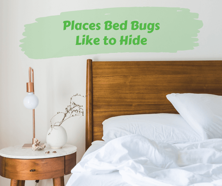 Places Bed Bugs Like to Hide