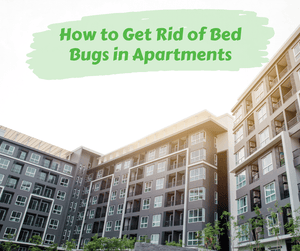 How to Get Rid of Bed Bugs in Apartments