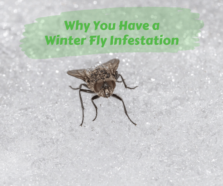 Why You Have a Winter Fly Infestation