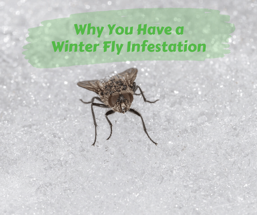 On the Fly: Letting it fly in the winter