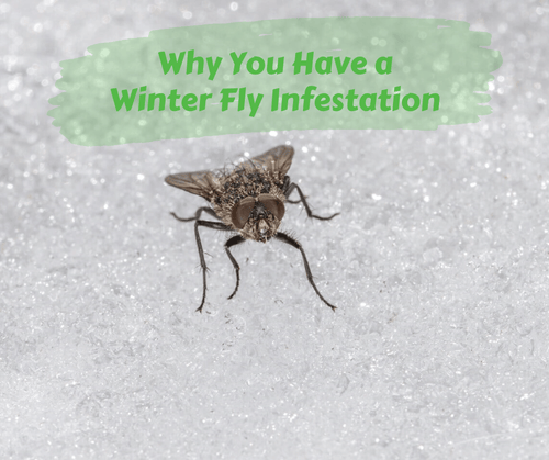 Winter fly deals