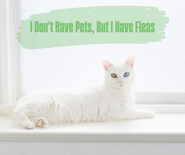 I Don't Have Pets, But I Have Fleas