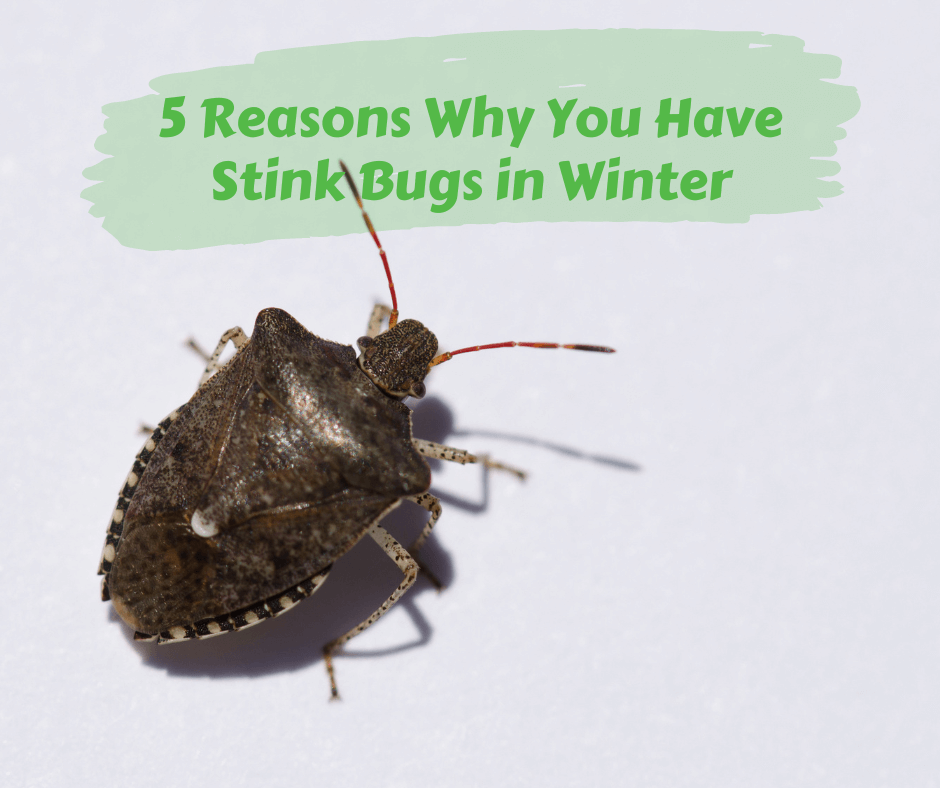 5 Reasons Why You Have Stink Bugs in Winter Maggie's Farm Ltd