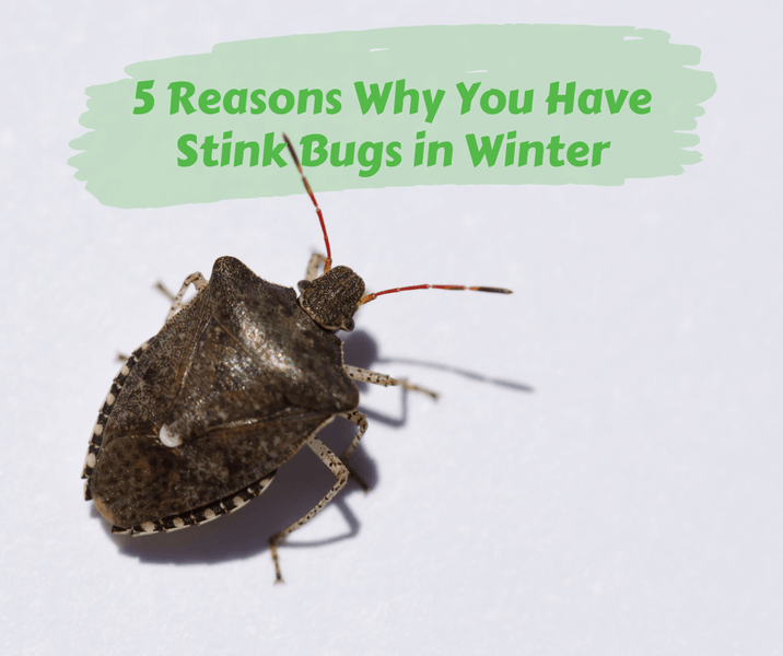 5 Reasons Why You Have Stink Bugs in Winter