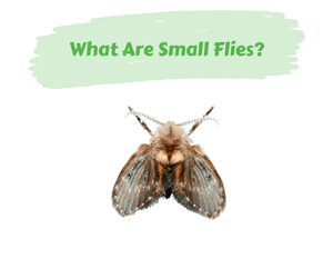 What Are Small Flies? Drain fly. White background.