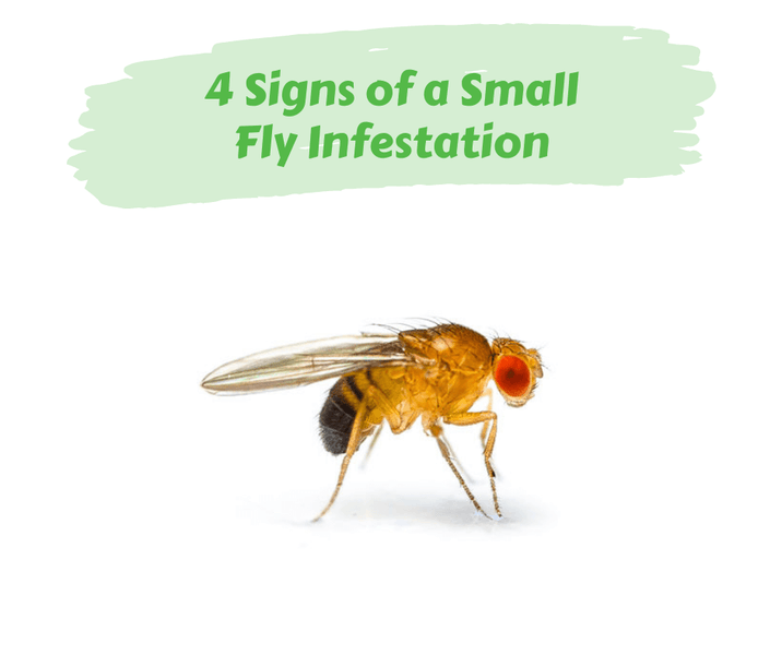 4 Signs of a Small Fly Infestation