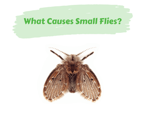 What Causes Small Flies? Brown fuzzy drain fly. White background.