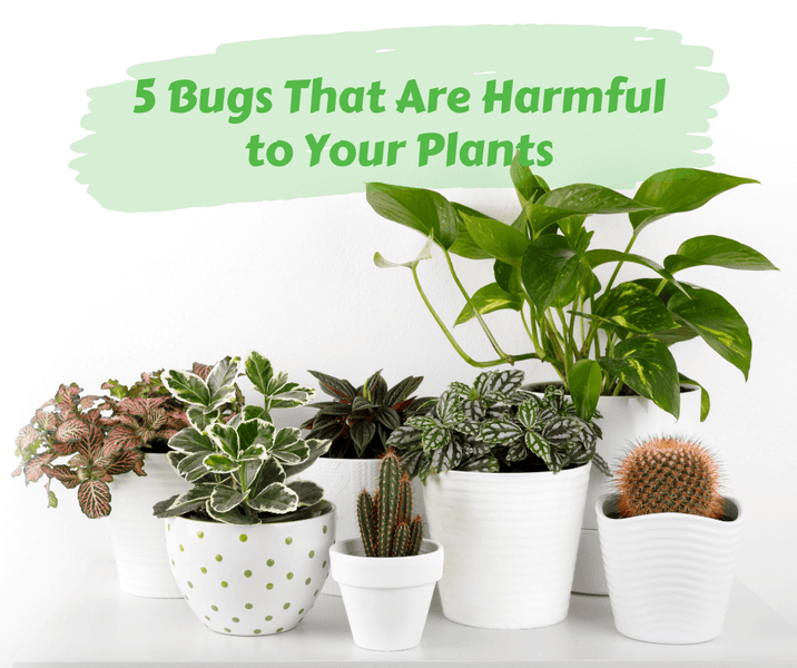 5 Bugs That Are Harmful to Your Plants