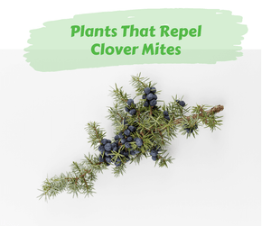 Plants That Repel Clover Mites. Juniper sprig on white background.