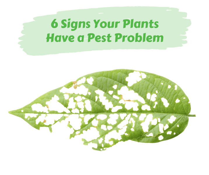 6 Signs Your Plants Have a Pest Problem