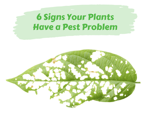 6 Signs Your Plants Have a Pest Problem. Leaf with holes with a white background.