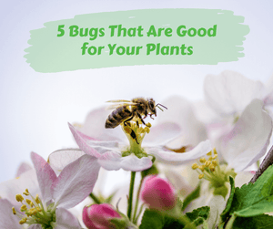 5 Bugs That Are Good for Your Plants