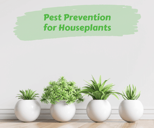Pest Prevention for Houseplants