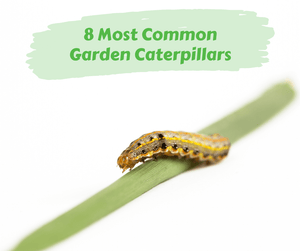 8 Most Common Garden Caterpillars