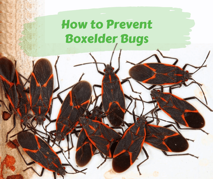 How to Prevent Boxelder Bugs