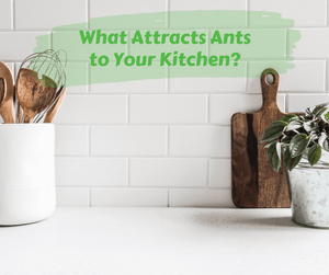 What Attracts Ants to Your Kitchen?