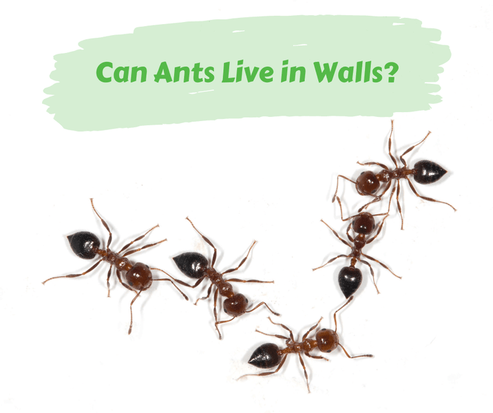 Can Ants Live in Walls?