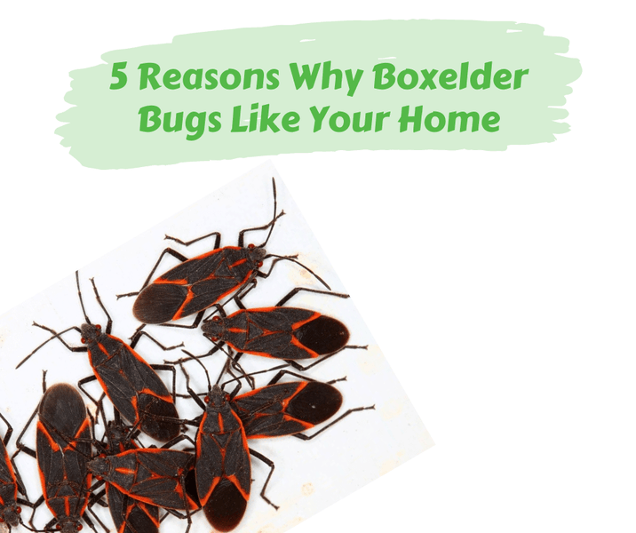 5 Reasons Why Boxelder Bugs Like Your Home