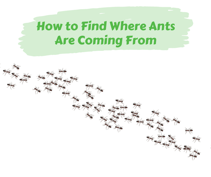 How to Find Where Ants Are Coming From