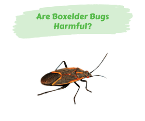 Are Boxelder Bugs Harmful? Close up of a boxelder bug on a white background.