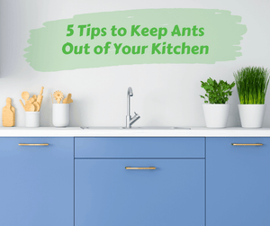 5 Tips to Keep Ants Out of Your Kitchen