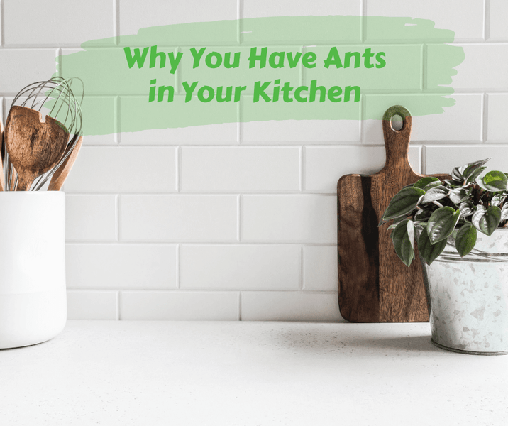 Why You Have Ants in Your Kitchen