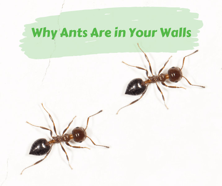 Why Ants Are in Your Walls
