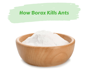 How Borax Kills Ants. Wooden bowl filled with borax. White background.