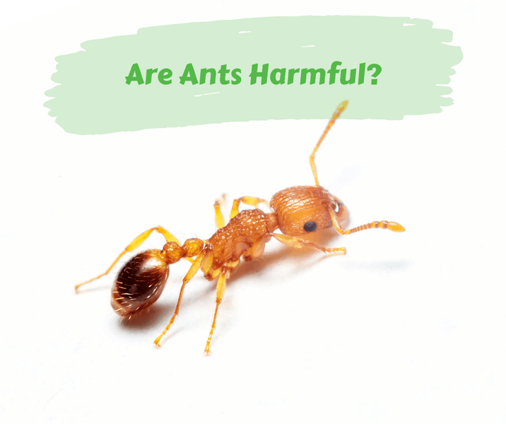Are Ants Harmful?