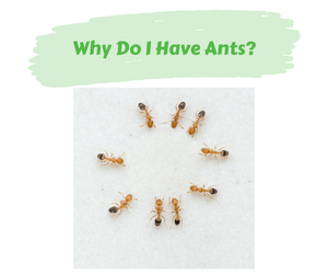 Why Do I Have Ants?