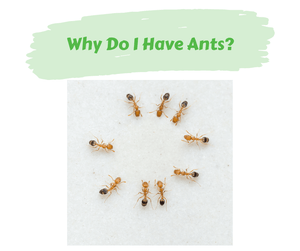 Why Do I Have Ants? Nine ants in a circle with a white background.