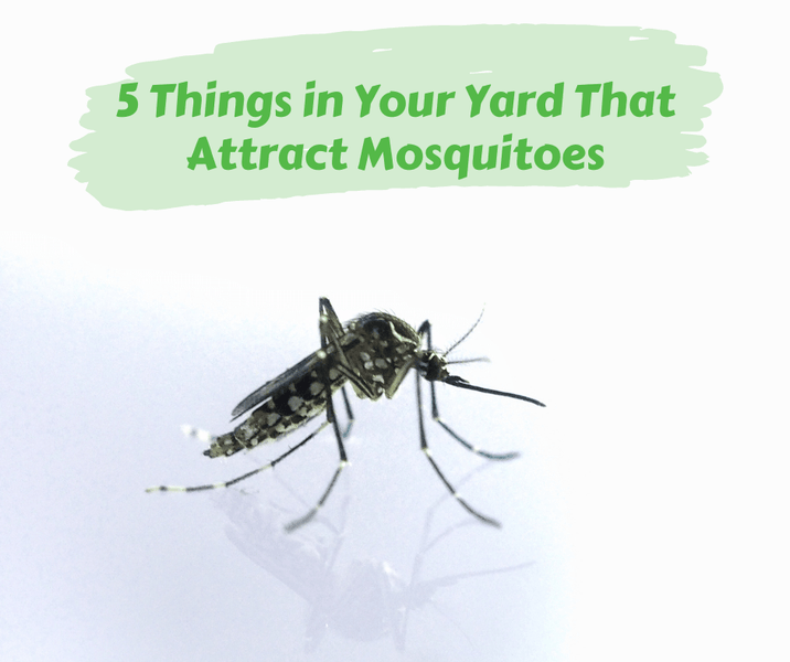 5 Things in Your Yard That Attract Mosquitoes