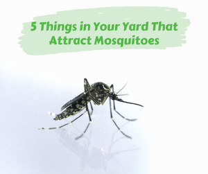 5 Things in Your Yard That Attract Mosquitoes. Close up of black and white mosquito and its shadow on a white background.
