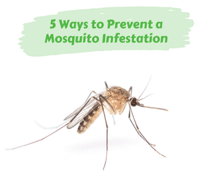 5 Ways to Prevent a Mosquito Infestation