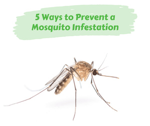 5 Ways to Prevent a Mosquito Infestation. Mosquito with a white background.